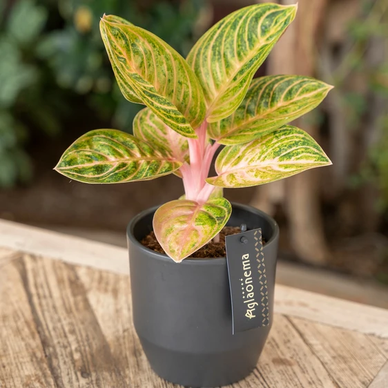 Aglaonema 'Tourmaline Gold' - image 3