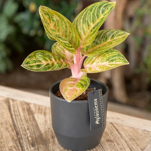 Aglaonema 'Tourmaline Gold' - image 3
