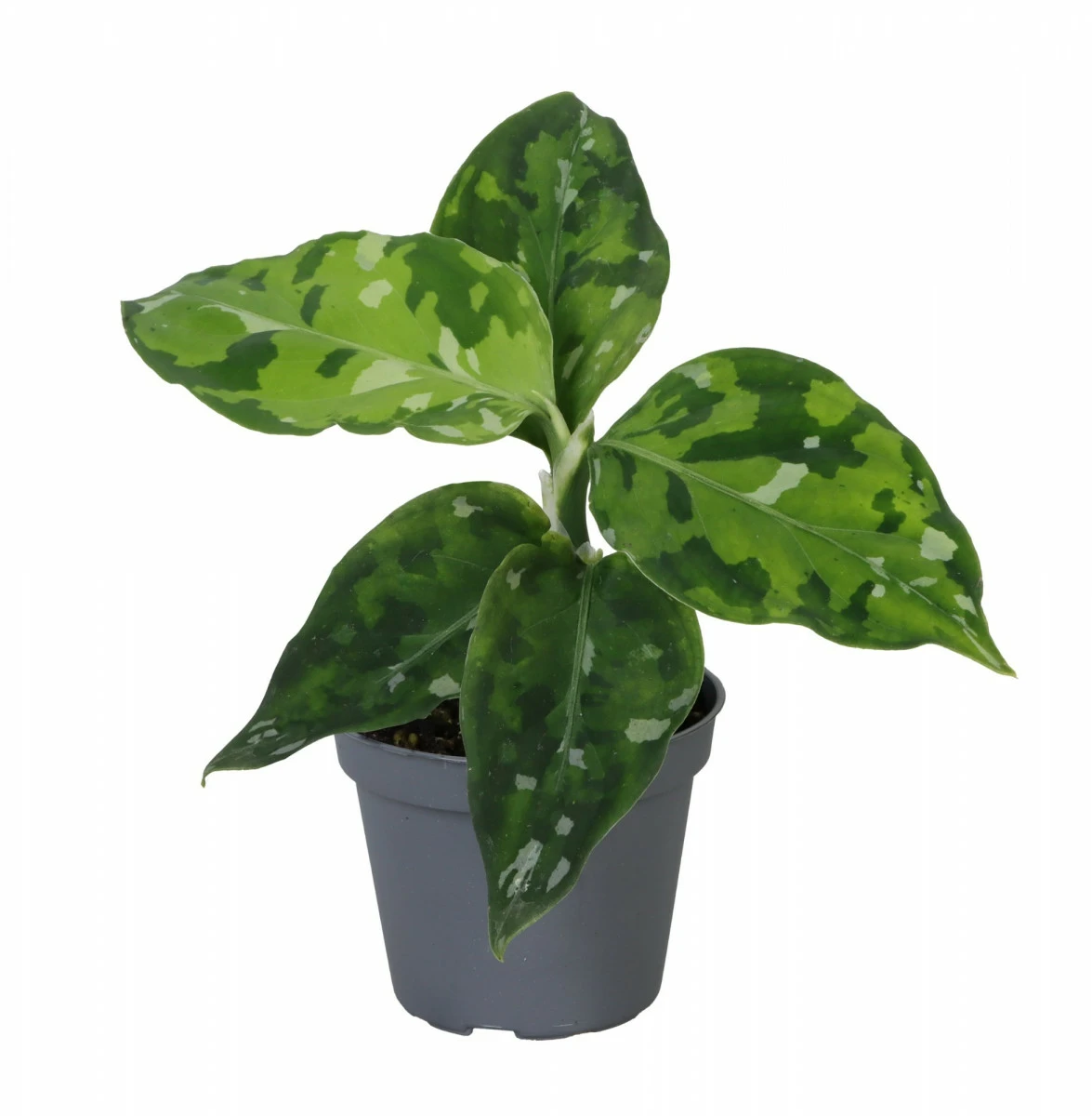 (A) Aglaonema pictum tricolor アンダマン諸島 ポートブレア 北部地域産 【ID便 】 アグラオネマ ピクタム トリカラー How to Grow and Care for Aglaonema Pictum Tricolor