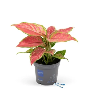 Aglaonema 'Valkyrie' - image 3