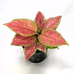 Aglaonema 'Valkyrie' - image 2