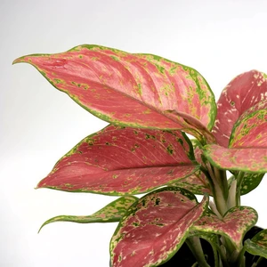 Aglaonema 'Valkyrie' - image 3