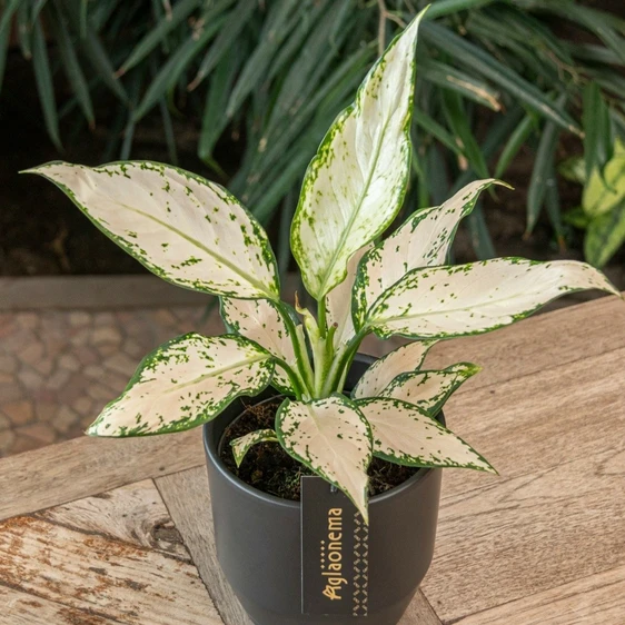 Aglaonema 'Vanilla Baby' - image 2