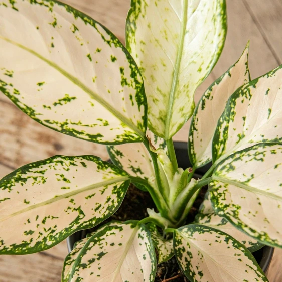 Aglaonema 'Vanilla Baby' - image 3