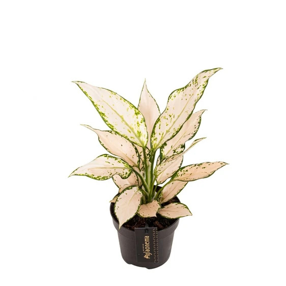 Aglaonema 'Vanilla Baby' - image 1