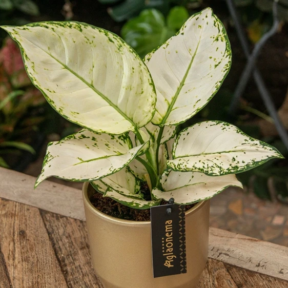 Aglaonema 'White Joy' - image 2