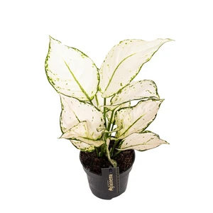 Aglaonema 'White Joy' - image 1