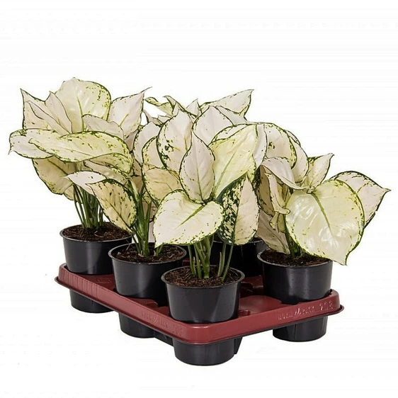 Aglaonema 'White Joy' - image 3