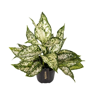 Aglaonema 'White Kiwi' - image 3