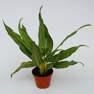 Aglaonema 'White Lance'