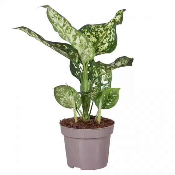 Aglaonema 'White Star'