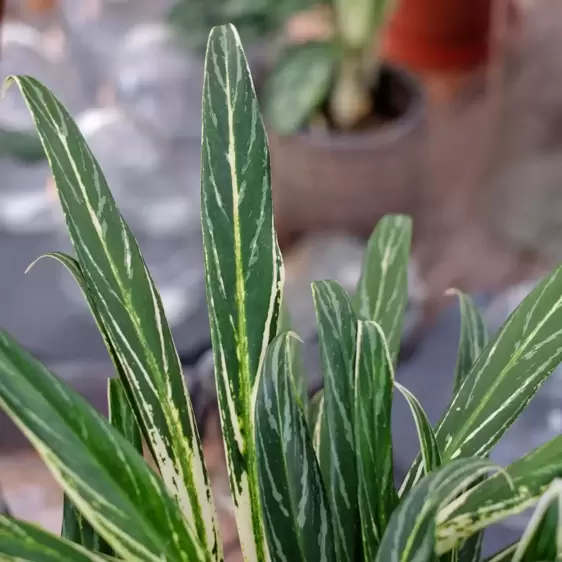 Aglaonema 'Zebra Feathers'