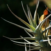 Air Plants