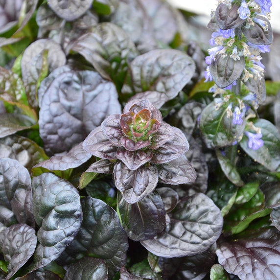 Picture Credit - Kernock Park Plants Ltd.