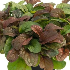Ajuga Best Buddies 'Toffee' 2L - image 2