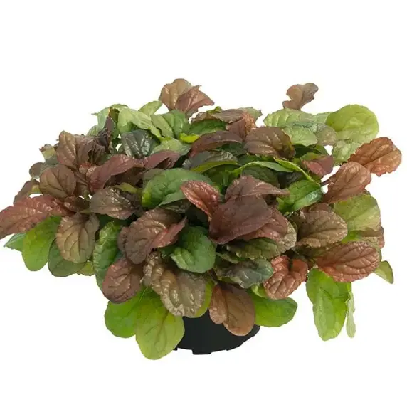 Picture Credit - Kernock Park Plants Ltd.