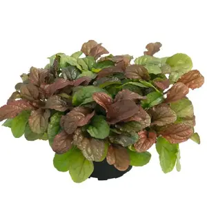 Picture Credit - Kernock Park Plants Ltd.