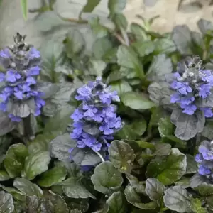 Ajuga 'Black Scallop' 2L - image 3