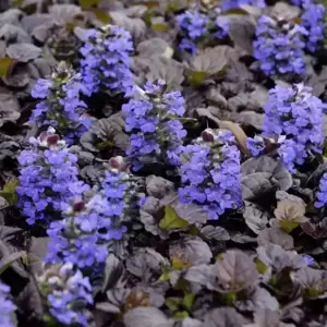 Ajuga 'Black Scallop' 2L - image 1