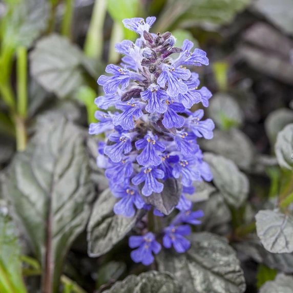 Ajuga reptans 'Braunherz' - image 2