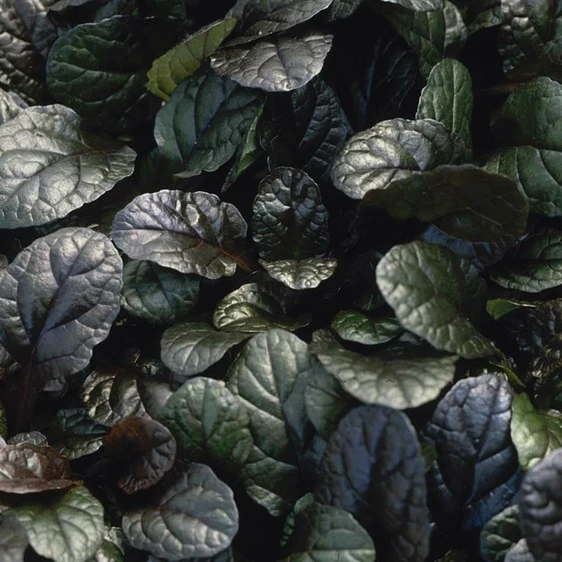 Image Credit: Kernock Park Plants Ltd.