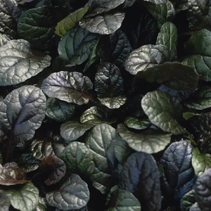 Image Credit: Kernock Park Plants Ltd.