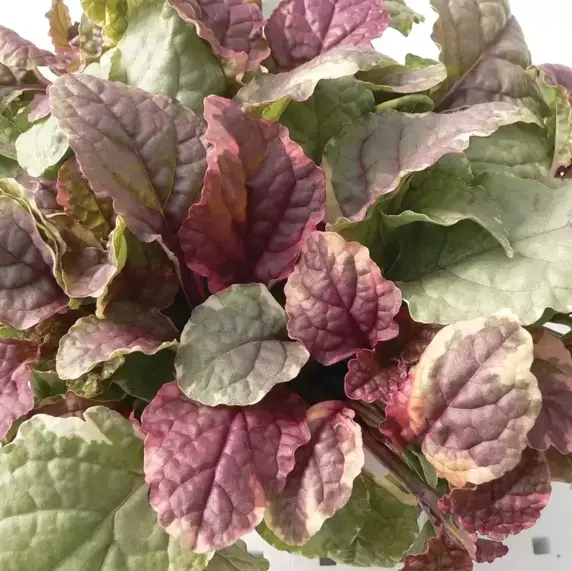 Ajuga reptans 'Burgundy Glow' 1L - image 1