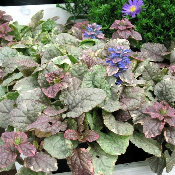 Image Credit: Kernock Park Plants Ltd.