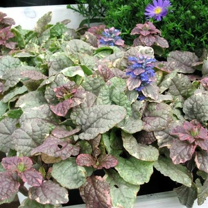 Image Credit: Kernock Park Plants Ltd.