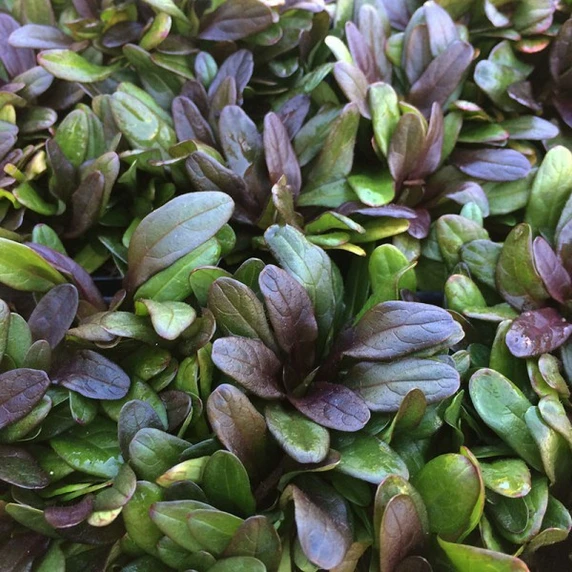 Ajuga reptans 'Chocolate Chip' 2L - image 1