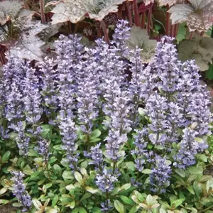 Ajuga reptans 'Chocolate Chip' 2L - image 2