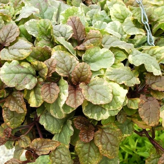 Ajuga 'Golden Beauty'