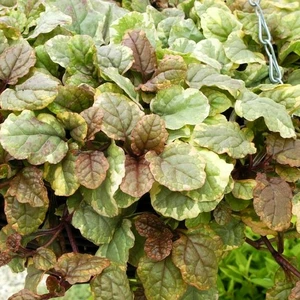 Ajuga 'Golden Beauty'