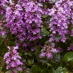 Image Credit: Walter Blom BV.