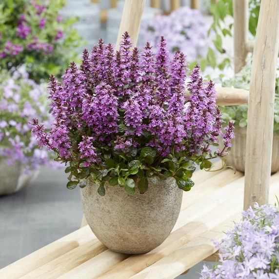 Image Credit: Walter Blom BV.