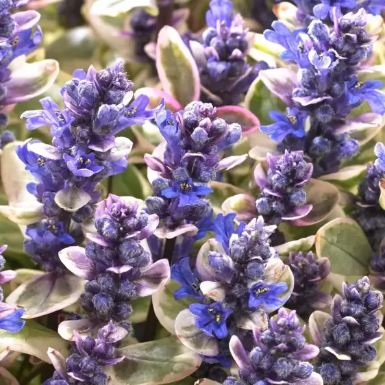 Ajuga 'Princess Nadia' 9cm - image 1