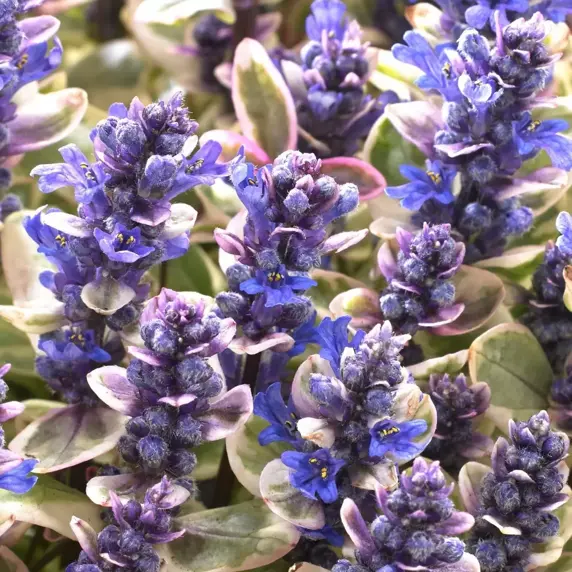 Ajuga x tenorii 'Princess Nadia' 9cm - image 1