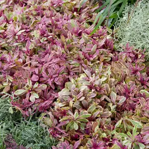 Ajuga x tenorii 'Princess Nadia' 9cm - image 3
