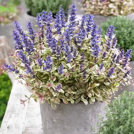 Ajuga x tenorii 'Princess Nadia' 9cm - image 5
