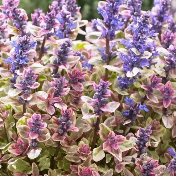 Ajuga 'Princess Nadia' 9cm - image 2