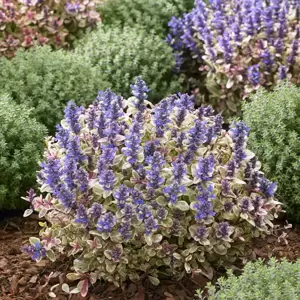 Ajuga 'Princess Nadia' 9cm - image 4