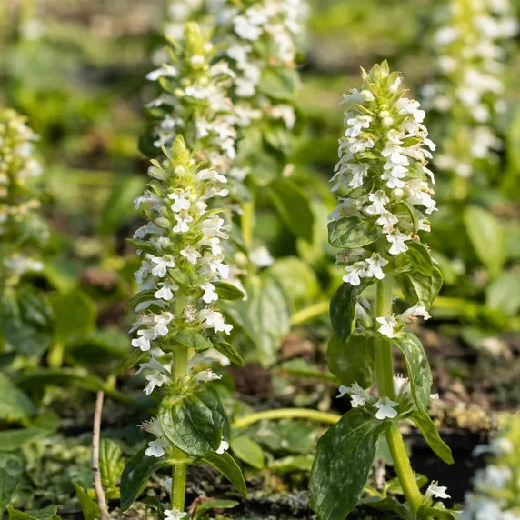 Ajuga reptans 'Alba'