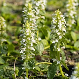 Ajuga reptans 'Alba'