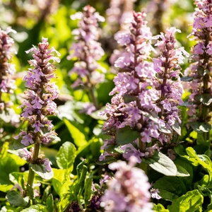 Ajuga reptans 'Rosea' 9cm