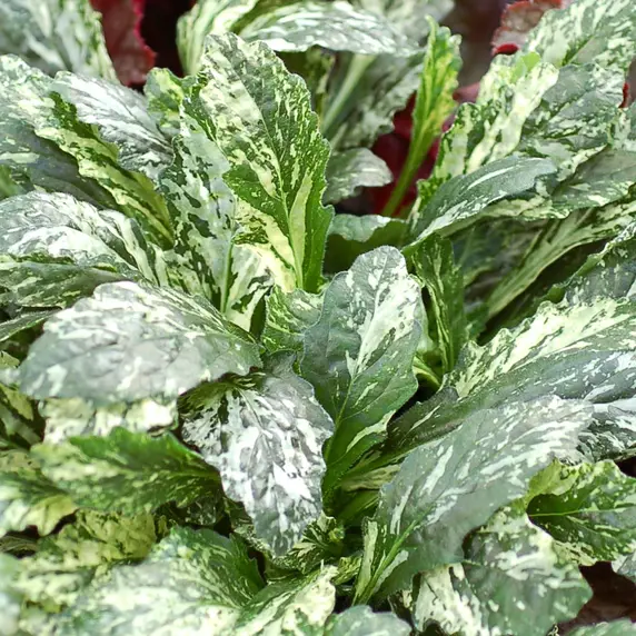 Picture - Terra Nova Nurseries