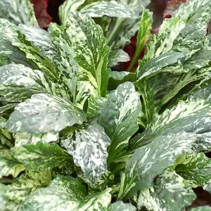 Ajuga 'Sparkler' 9cm