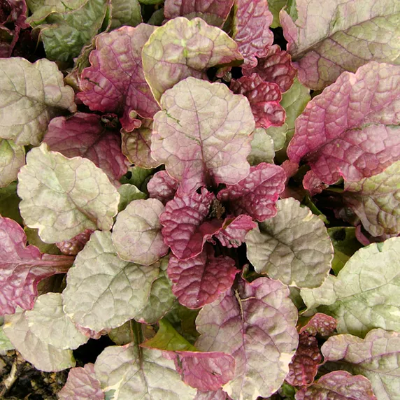 Ajuga reptans 'Sugar Plum' - image 1