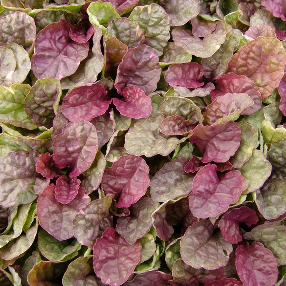 Image Credit: Kernock Park Plants Ltd.