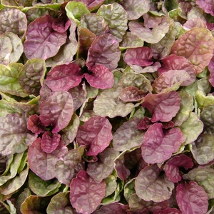 Image Credit: Kernock Park Plants Ltd.