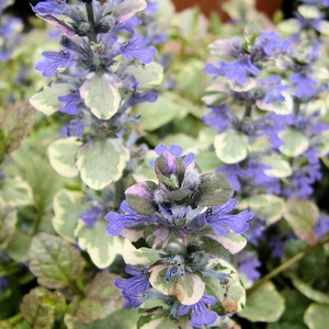 Ajuga reptans 'Sugar Plum' - image 3